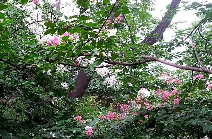 Jiwoljang Seoel