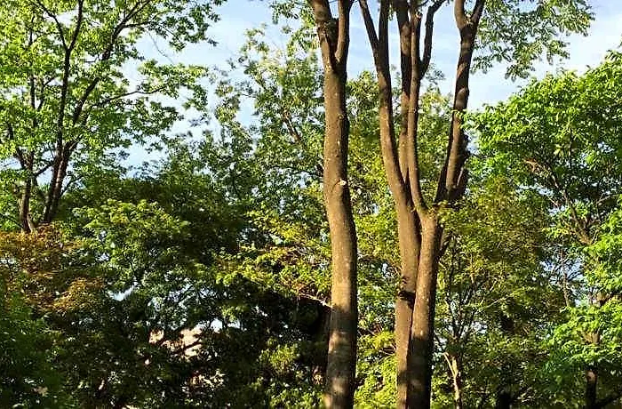 Jiwoljang 2*